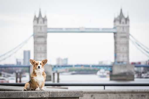 Retrato de perro frente a Tower Bridge photo