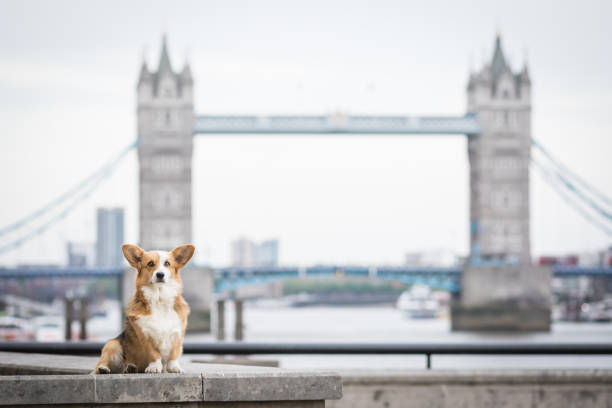 Dog Portrait in front of Tower Bridge