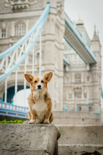 istock Dog Portrait in front of Tower Bridge 1056761572