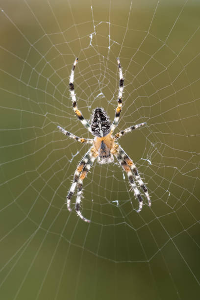 traverser l’araignée - cross spider photos et images de collection