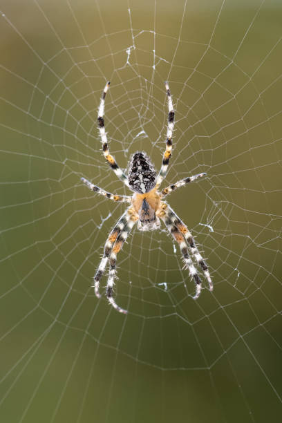 cross spider - cross spider imagens e fotografias de stock