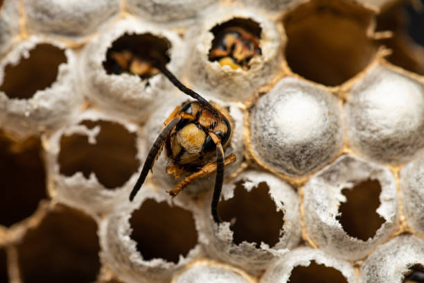istock European hornet 1056763446