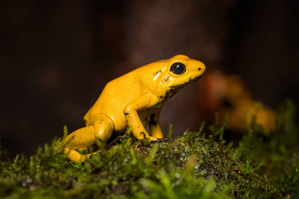 rana velenosa dorata a terra nella foresta pluviale - rana freccia foto e immagini stock