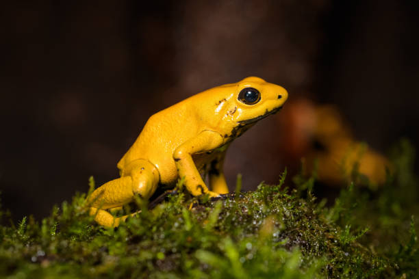 Golden poison frog on the ground in the rainforest by www.thorstenspoerlein.com poison arrow frog photos stock pictures, royalty-free photos & images