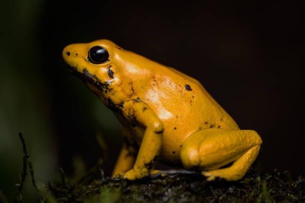 istock Golden poison frog on the ground in the rainforest 1056763632