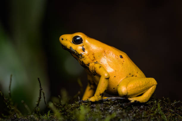 istock Golden poison frog on the ground in the rainforest 1056763678
