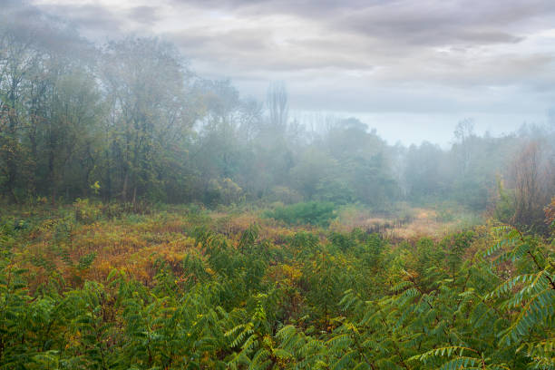 istock mysterious autumn scenery on an overcast day 1056766260
