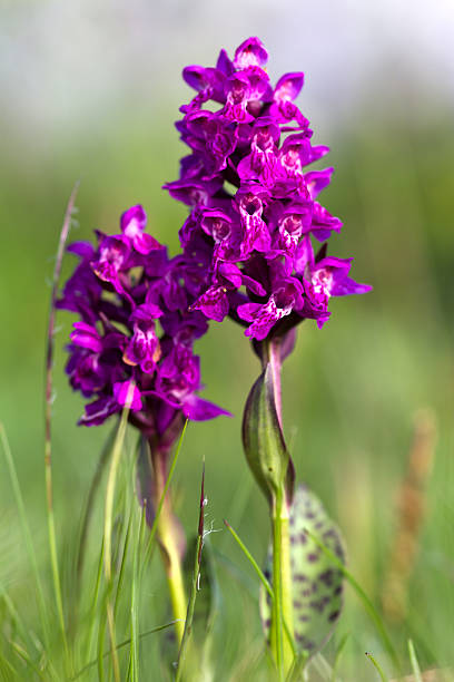 Blood-red orchid (Dactylorhiza cruenta)closeup