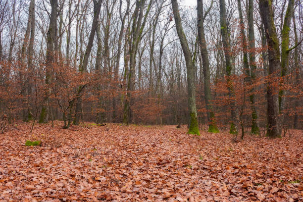 istock lonely walks in empty naked forest 1056766940