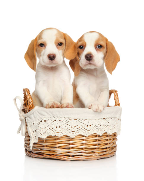 istock Beagle puppies in wicker basket 1056767332
