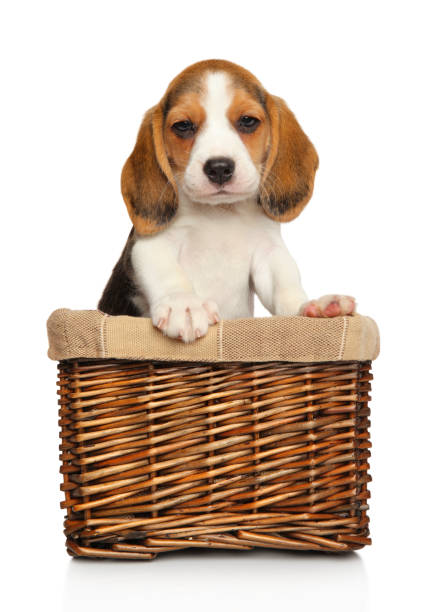 istock Beagle puppy in basket 1056768500