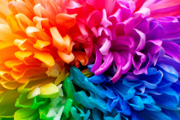 istock Petals of multi-colored chrysanthemum. Macro. 1056769244