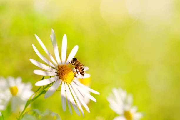 istock The bee collects the pollen on the chamomile. Macro. 1056769248