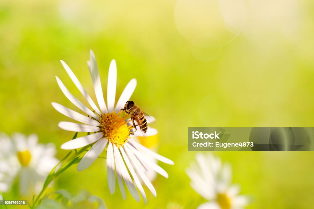 The bee collects the pollen on the chamomile. Macro. A daisy flower on a green background. Soft light, flowers, a bee and sunlight reflect the summer. Daisy Stock Photo