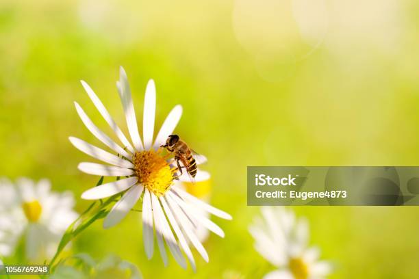 The Bee Collects The Pollen On The Chamomile Macro Stock Photo - Download Image Now