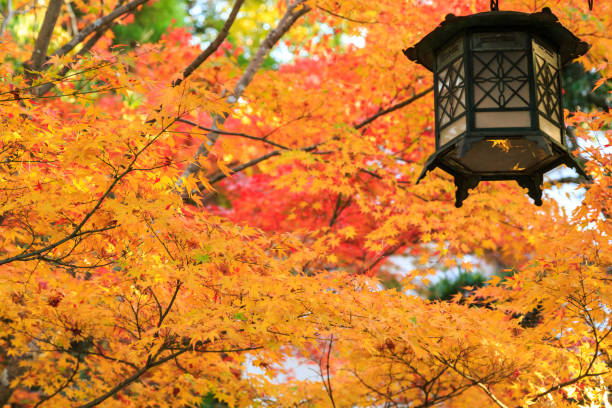 istock Fall of Japan 1056769640