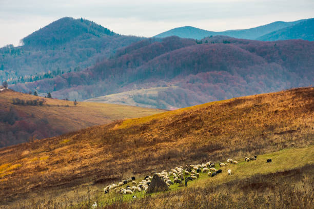 paysage montagneux en automne profond - lamb rural scene sheep field photos et images de collection