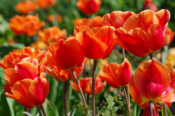 붉은 오랑주 튤립 - double tulip 뉴스 사진 이미지