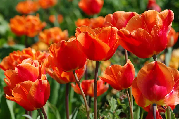 Photo of red orange tulips