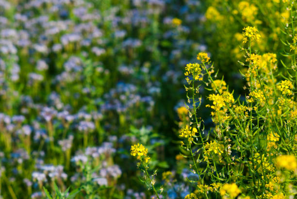 istock Tansy and bee plant 1056771568