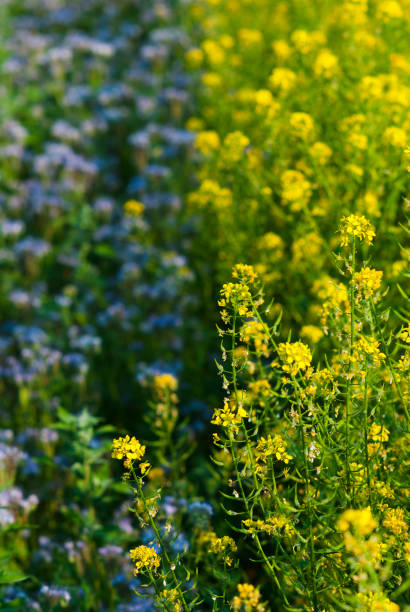istock Tansy and bee plant 1056771716