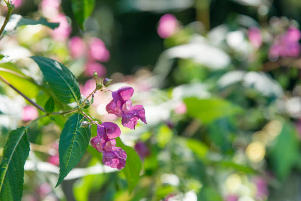Himalayan balsam growing wild in hedgerows along a waterway in South Wales. It is an invasive plant that can cause ecological harm by dominating native species and increasing soil erosion.