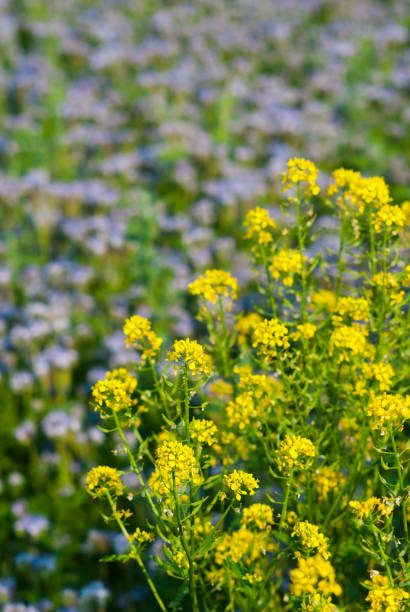 istock Tansy and bee plant 1056772274