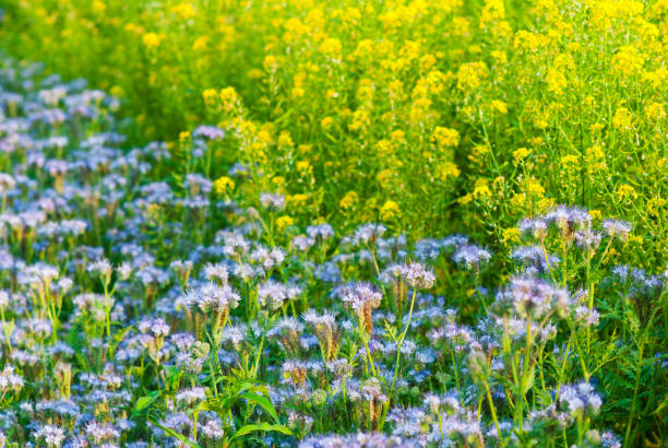 istock Tansy and bee plant 1056774256