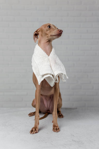 istock Italian piccolo dog getting ready for the bath 1056774454