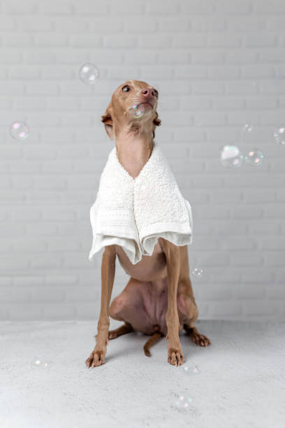 istock Italian piccolo dog getting ready for the bath 1056774474