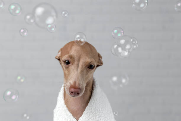 istock Italian piccolo dog getting ready for the bath 1056774484