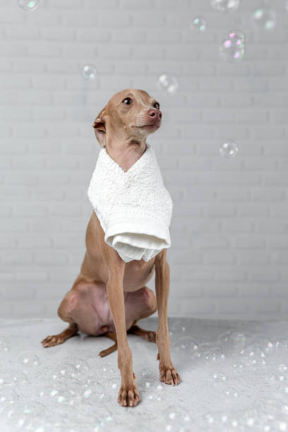 istock Italian piccolo dog getting ready for the bath 1056774518