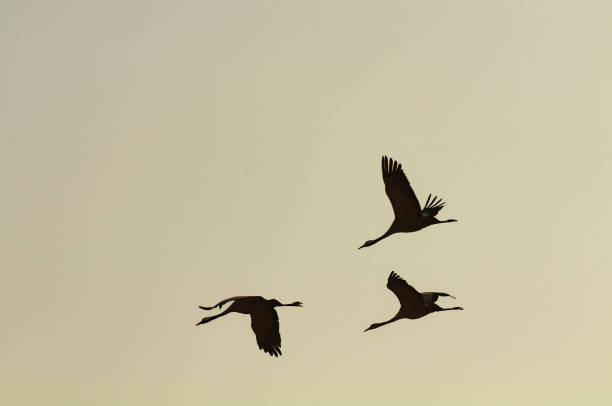 istock Common Cranes (Grus Grus) birds flying in a sunset during migration season 1056774714