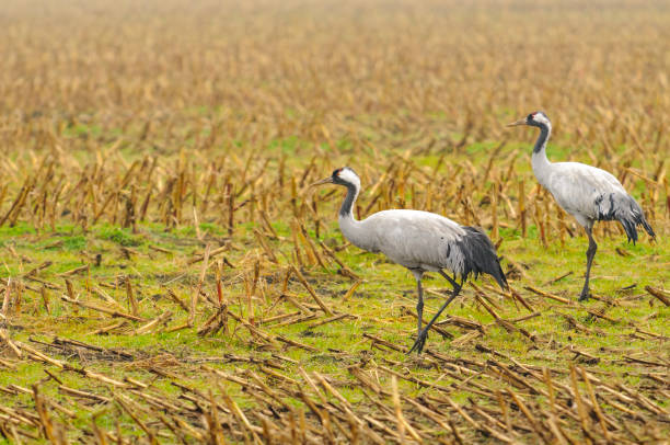 istock Common Cranes (Grus Grus) birds during migration season 1056774826