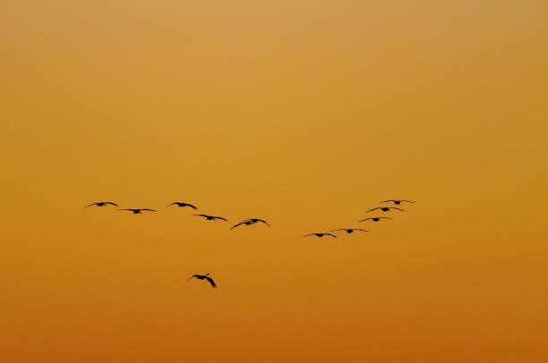 istock Common Cranes (Grus Grus) birds flying in a sunset during migration season 1056775170