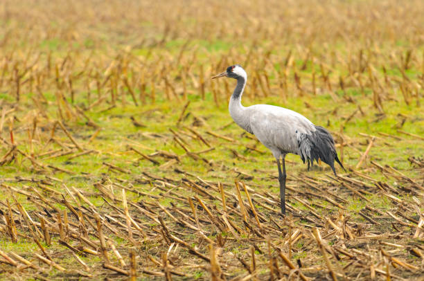 istock Common Cranes (Grus Grus) birds during migration season 1056775284