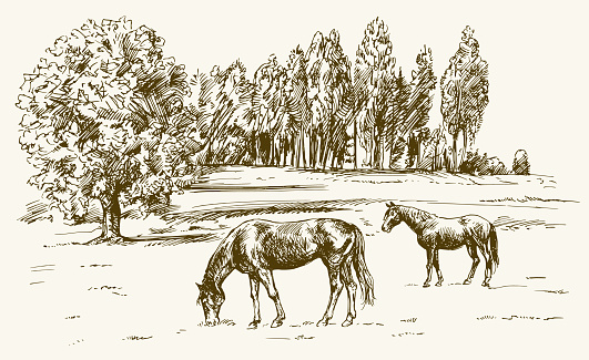 Horses grazing on meadow. Hand drawn illustration.