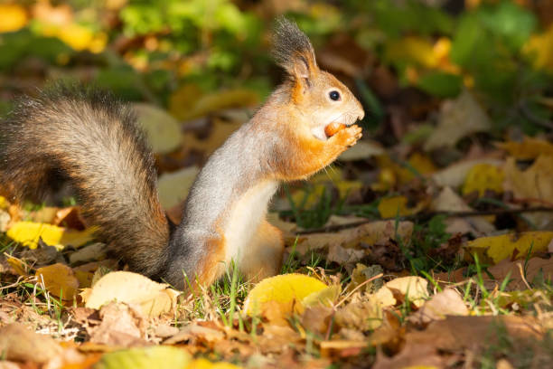 istock Squirrel in the autumn park 1056777904