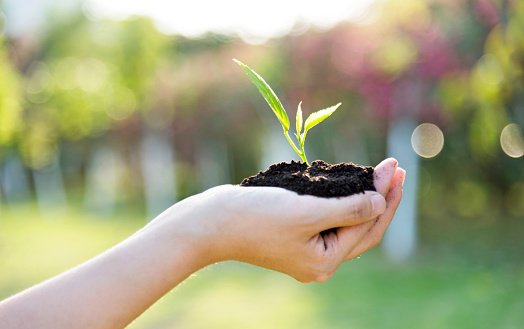 Woman hand holding green seedling.