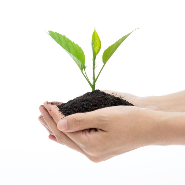 istock Woman hands holding green seedling 1056780232