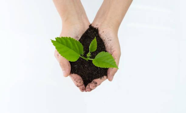 mani di donna che tengono la piantina verde - planting tree human hand women foto e immagini stock