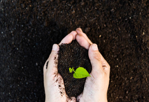 istock Woman hands holding green seedling 1056780416