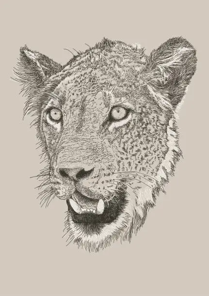 Vector illustration of Lion Face