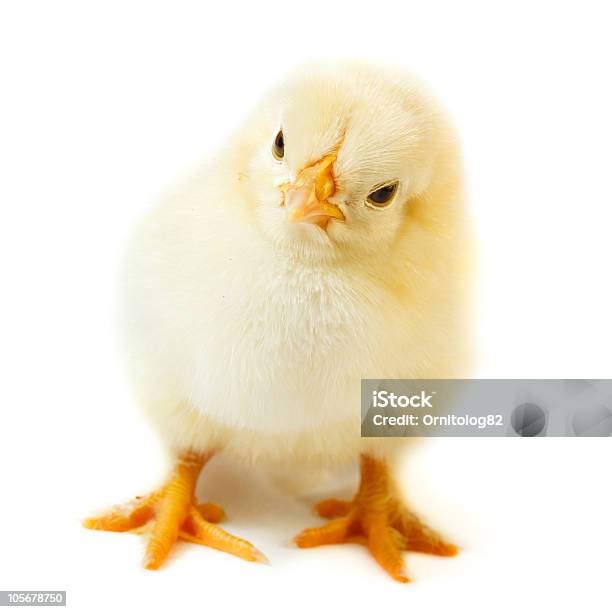 Chicken Stock Photo - Download Image Now - Animal, Baby Chicken, Beauty In Nature