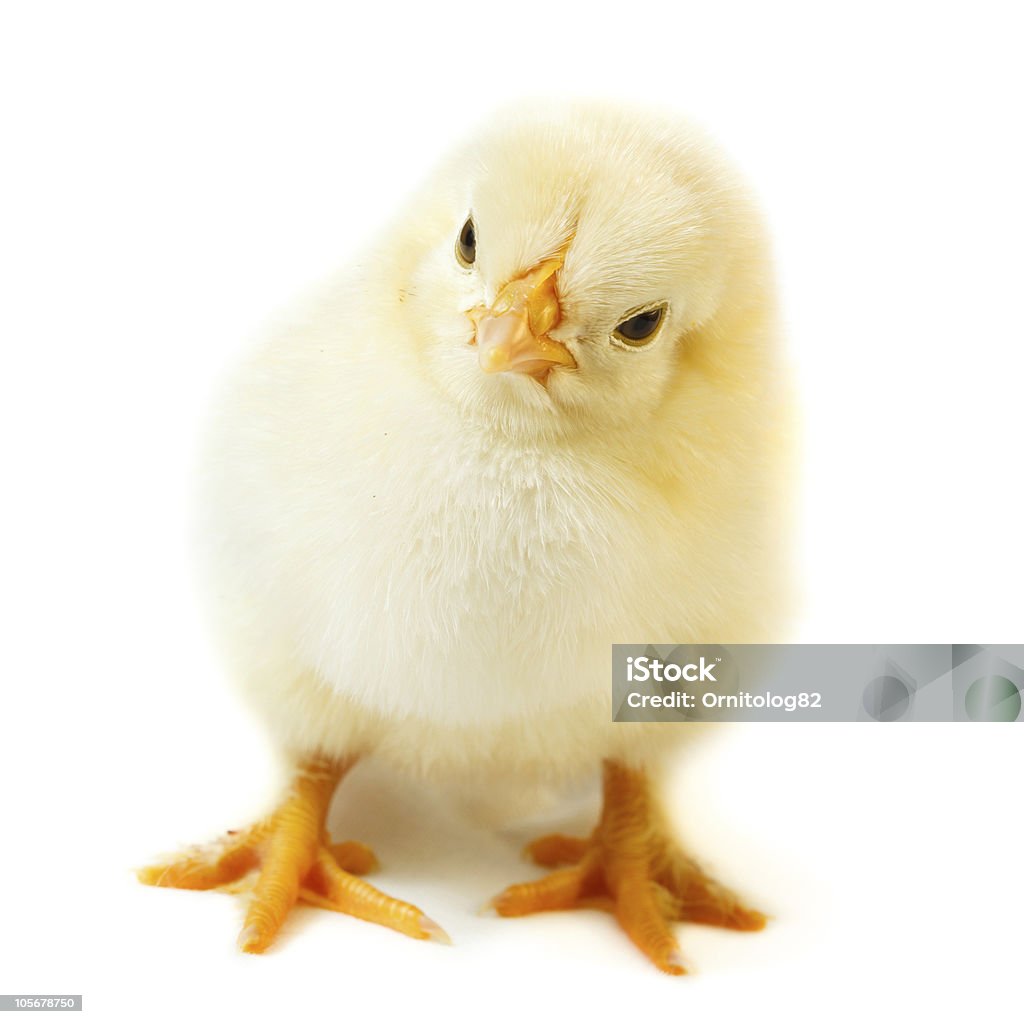 Frango - Royalty-free Amarelo Foto de stock