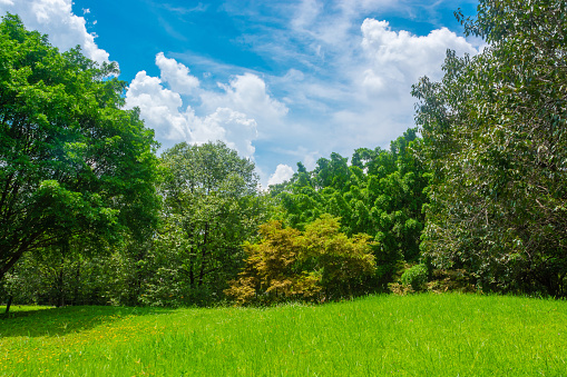 Green meadows and forests, large trees with bright skies and clouds.