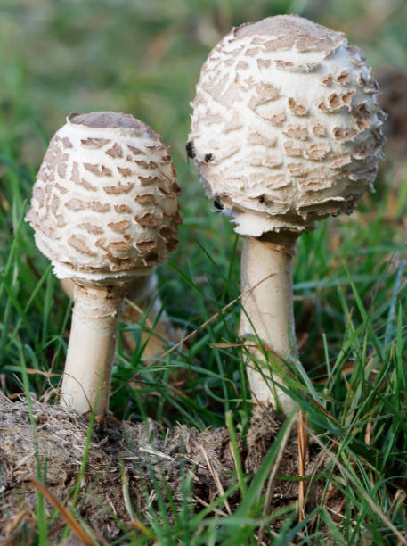 istock Giant Parasol Mushroom (Macrolepiota procera) 1056791080