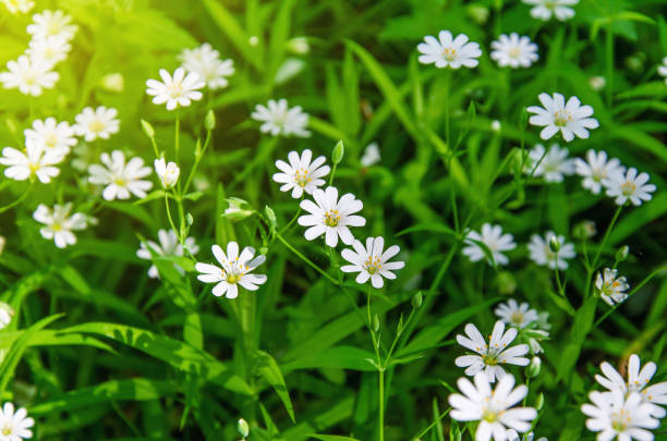 istock Small white flowers of anemone, in the spring forest 1056792948