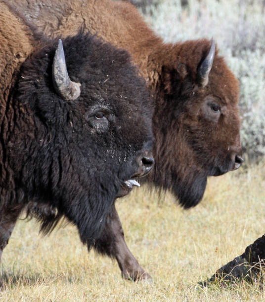 istock Bull and Cow buffalo 105679351