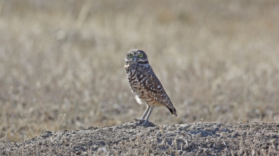 Burrowing owl on top of its burrow in a prairie dog town. Picture taken in September in central Montana.